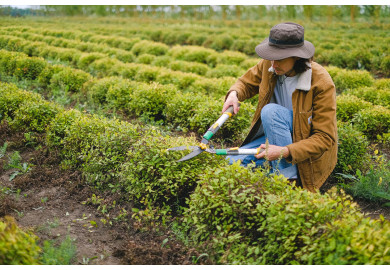 Cisailles de jardin : comment bien les choisir, utiliser et entretenir