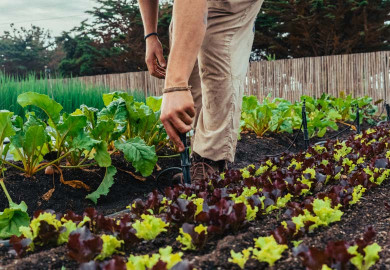 L'arrosage automatique du potager :