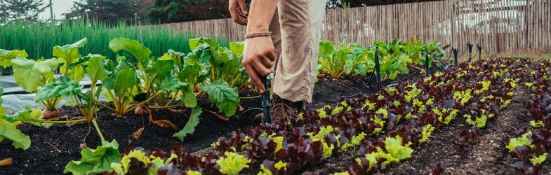 L'arrosage automatique du potager 